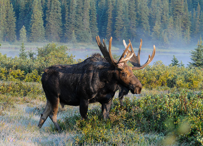 Moose grazing